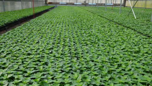 Basics & Beyond: Comparing Substrate Fertilizer Amendments  For Spring Bedding Plants