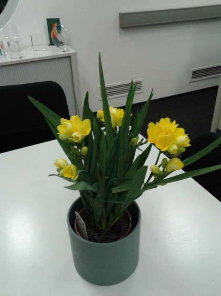 Freesia 'Tweety' from Flamingo Holland