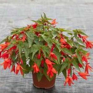 Editor's Choice - Begonia boliviensis Bossa Nova Series