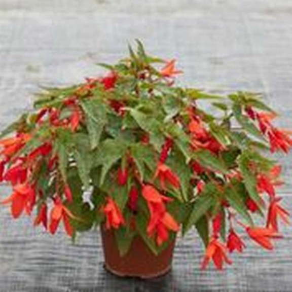 Editor's Choice - Begonia boliviensis Bossa Nova Series