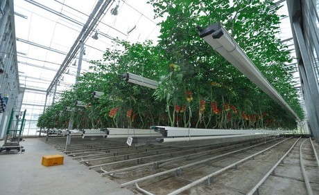 Futagrow Growing System Nominated For Greentech Innovation Award