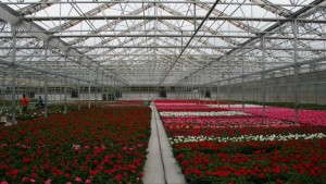 Lucas Greenhouses Gets A Jump On Spring Crops With Its Retractable Roof Greenhouse