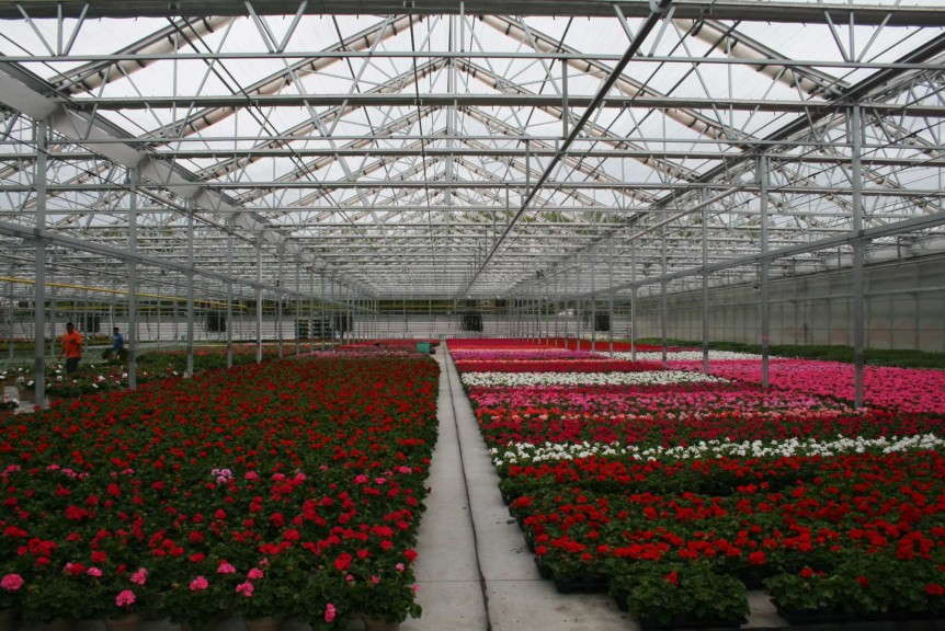 Growing Spring Annuals 