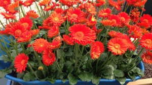 Plants I Know My Daughters, Neighbors And Friends Would Like To See At Retail