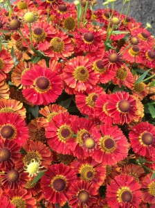 Helenium 'Mariachi Salsa' from Plants Nouveau