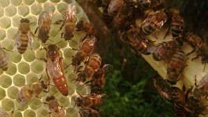 NASS Reports U.S. Honey Production Was Up By 19 Percent In 2014