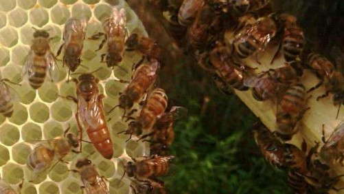 NASS Reports U.S. Honey Production Was Up By 19 Percent In 2014