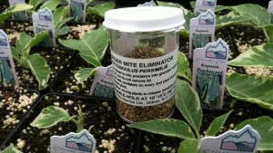 Cascade Cuts Gains International Network With Early Biocontrol Use