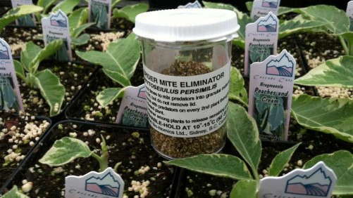 Cascade Cuts Gains International Network With Early Biocontrol Use