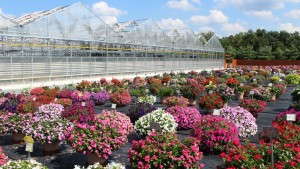 AmericanHort Is Hosting A Greenhouse Tour In New Jersey This September