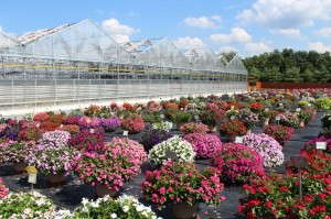 Retractable Roof Greenhouse Growing