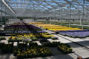 Fall Pansies And Mums