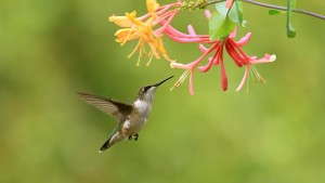 Lead The Way: Three Ways To Support Pollinators In Your Community