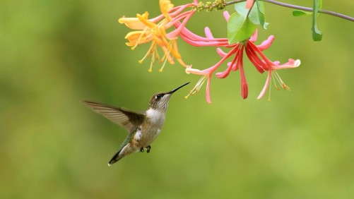 Lead The Way: Three Ways To Support Pollinators In Your Community
