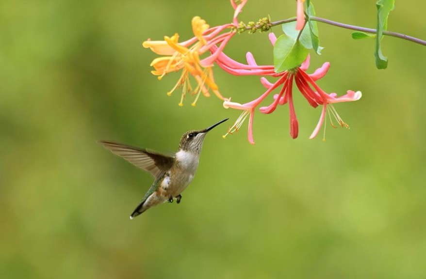 Hummingbird on lonicera