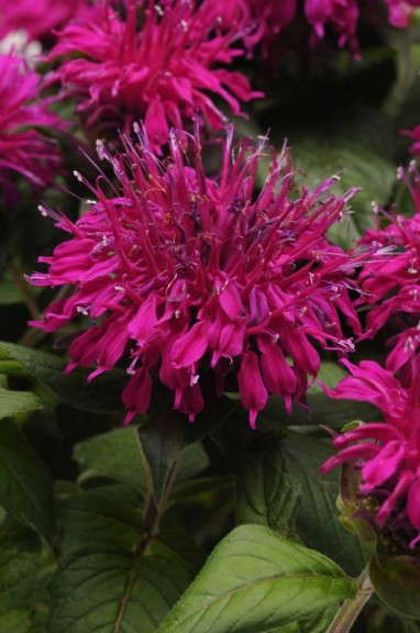 Monarda 'BalmyPurple' from Darwin Perennials