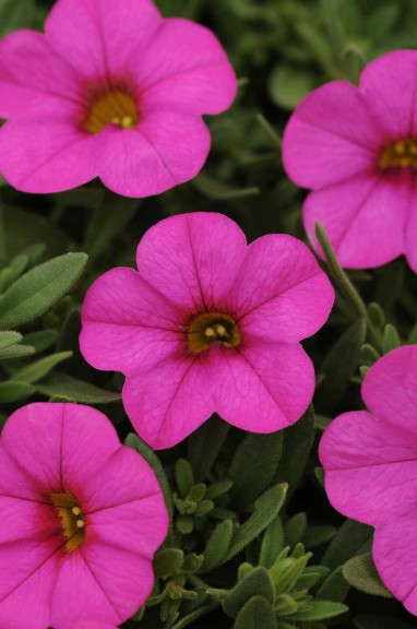 Readers' Choice - Calibrachoa Kabloom Series/PanAmerican Seed