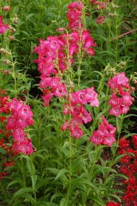 Penstemon 'Cha Cha Pink' from Terra Nova Nurseries