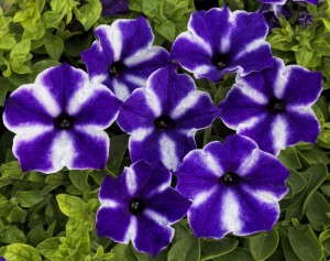 Petunia 'Blue Star' from Sakata