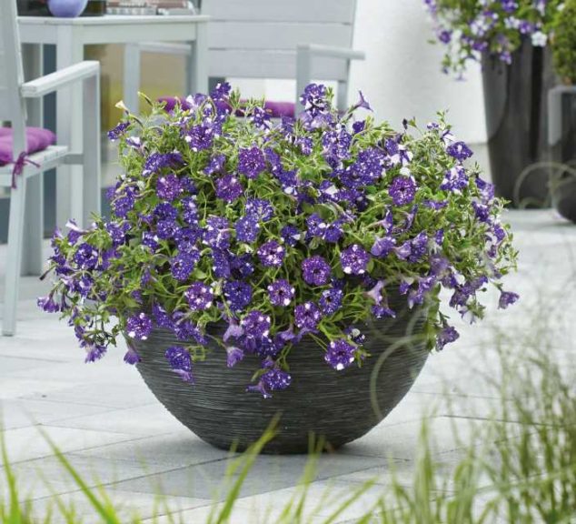 Petunia ‘Night Sky’ (Selecta)
