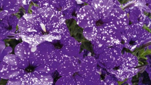Selecta Klemm Enforces IP Protection for Its Night Sky Patterned Petunias