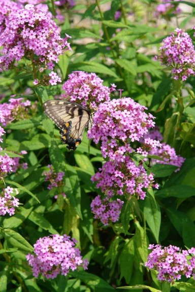 Phlox 'Jeana' from North Creek Nurseries