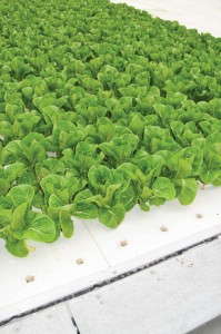 How To Maintain A Balanced Fertility Program