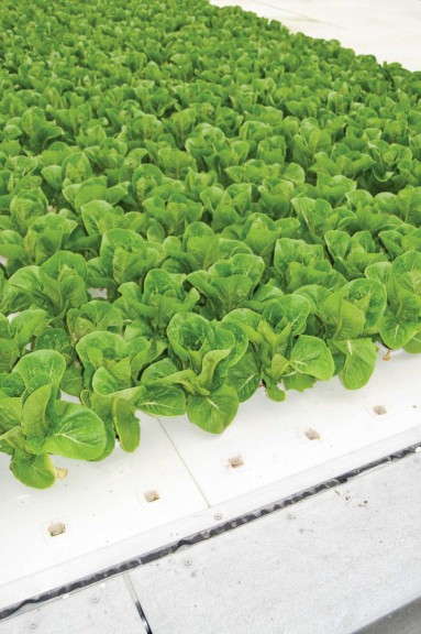 How To Maintain A Balanced Fertility Program