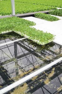 How To Maintain A Balanced Fertility Program