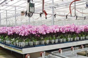 How To Maintain A Balanced Fertility Program