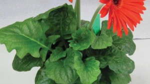 Biopesticides: Here Today, Here To Stay