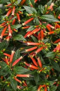 Cuphea 'Vermillionaire' (Proven Winners)