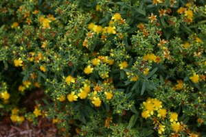 Hypericum 'Blues Festival' from Proven Winners