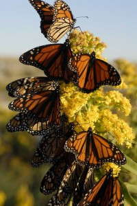 Solidago with Monarch butterflies