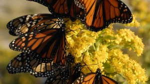 Active Grower Voices Are Invaluable To Retailers, Consumers, Drotleff Says [Editorial]