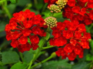 Lantana 'Landscape Bandana Red' from Syngenta Flowers