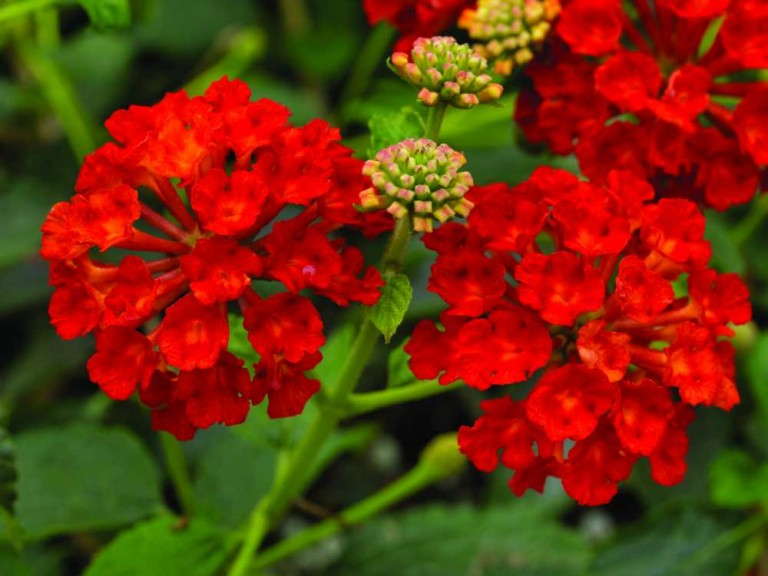 Lantana 'Landscape Bandana Red' from Syngenta Flowers