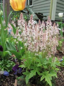 Tiarella 'Diva-rella Stephanie Cohen' from Plants Nouveau