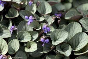 Viola 'Silver Gem' from North Creek Nurseries