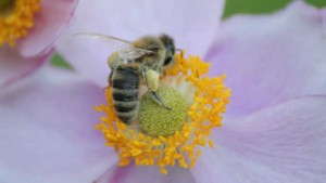 Industry Has Cheers And Jeers For White House Pollinator Health Task Force, Bischoff Says