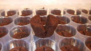 Jiffy Products International BV Adds New Orchid Propagation System To Its Line Of Products.