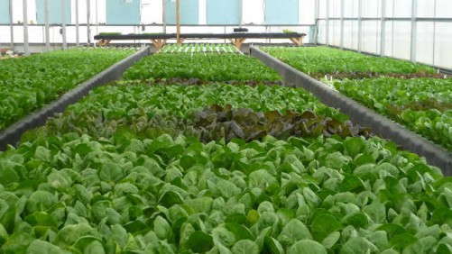 Clean Fresh Food Increases Productivity With LumiGrow LED Greenhouse Light Solution
