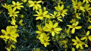 Mayo Clinic Will Promote Coreopsis ‘Electric Avenue’ As Its Flower Of Hope
