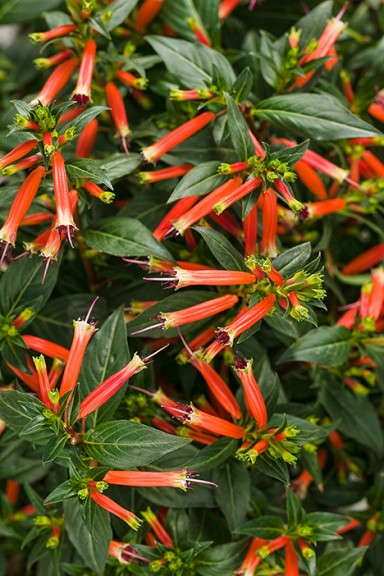 Cuphea 'Vermillionaire' from Proven Winners