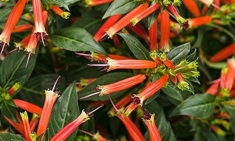 2014 Field Trials Results: University of Tennessee Gardens (Knoxville/Jackson, Tenn.)