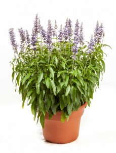Salvia 'Cathedral Shining Sea' from Green Fuse Botanicals
