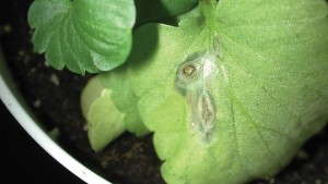 University of Florida Greenhouse Training Courses Will Now be Offered in Spanish