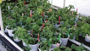 What Does Plant Disease Resistance Really Mean?