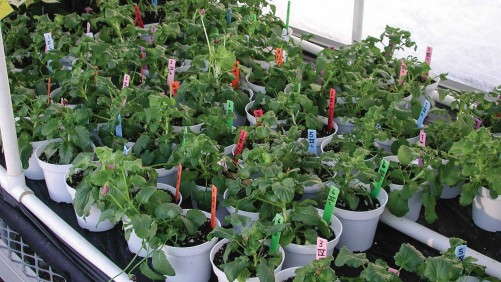 What Does Plant Disease Resistance Really Mean?