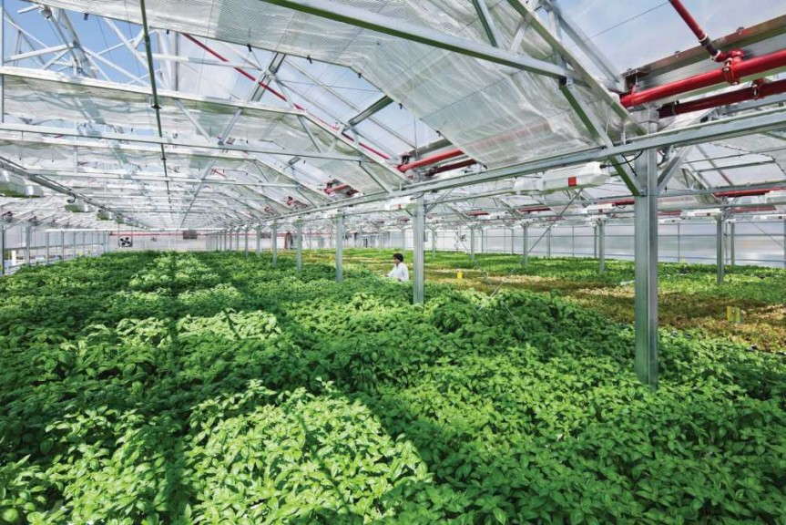 Gotham Greens' production greenhouse